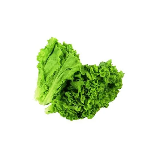 LECHUGA FRANCESA  AGROECOLOGICA |  PRECIO POR UNIDAD