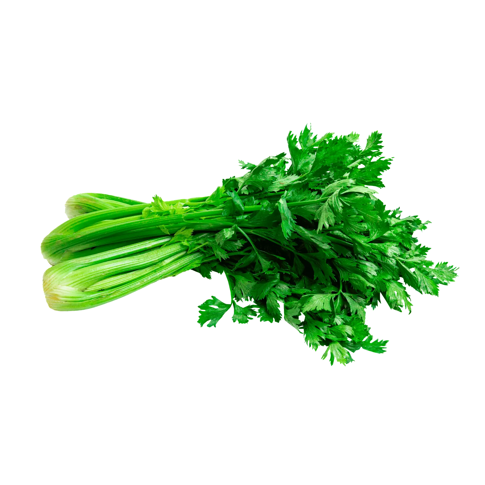 APIO  AGROECOLOGICO |  PRECIO POR PLANTAS CHICAS